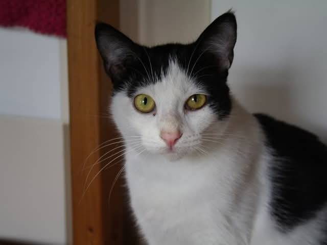 Adozione gatto, femmina, Razza sconosciuta Razza sconosciuta, 5 anni , taglia non valida, Brescia