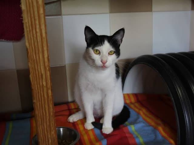 Adotta un gatto, femmina, 5 anni , Brescia