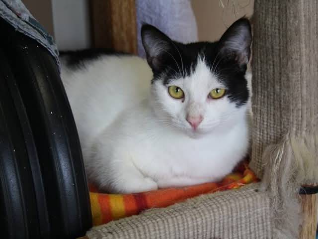 Adotta il gatto Dorina a Brescia