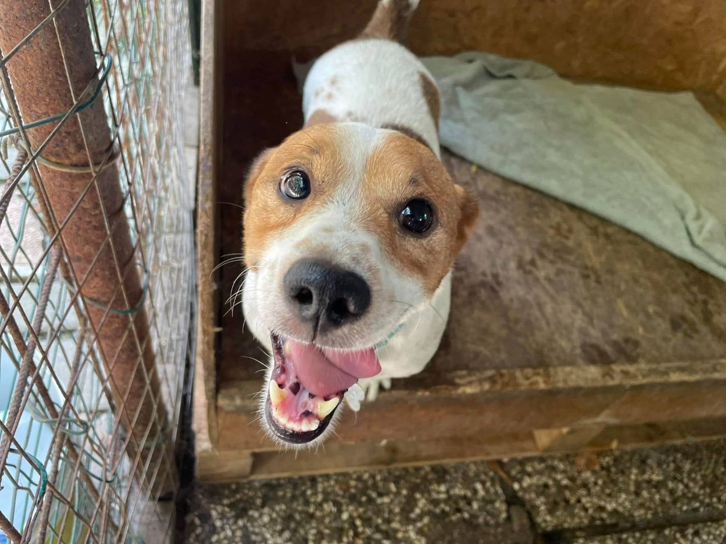 Adotta un cane, maschio, 7 anni  e 8 mesi , Venezia