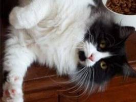 Adotta un gatto, maschio, 1 anno e 4 mesi, Verona