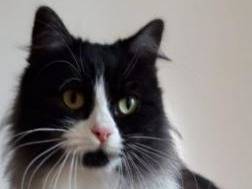 Adotta un gatto, taglia non valida, maschio, Verona