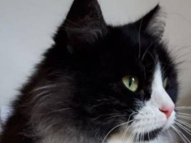 Vuoi adottare un gatto a Verona?