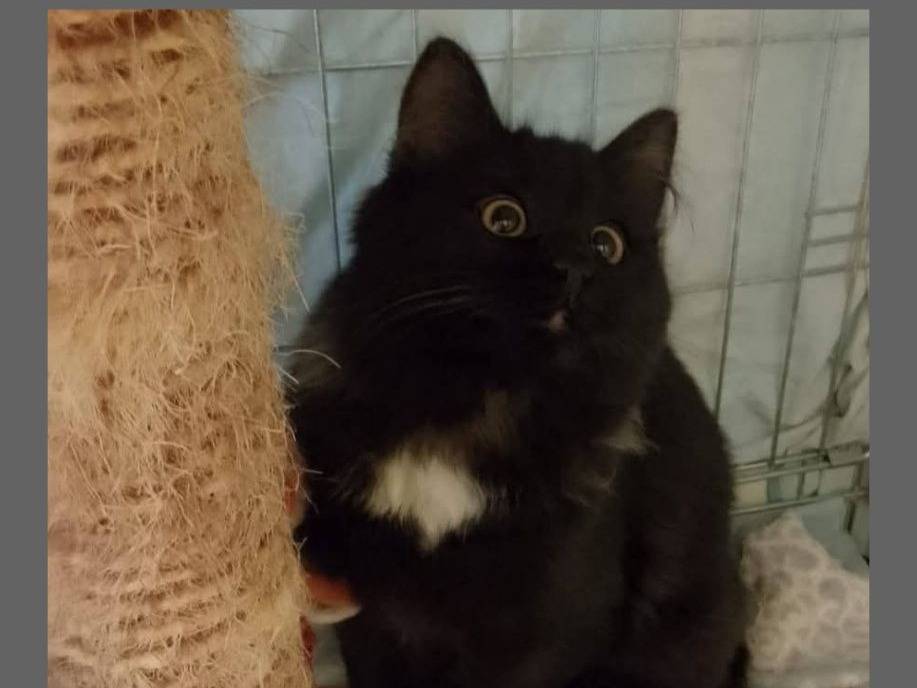 Adozione gatto, femmina, Razza sconosciuta Razza sconosciuta, 1 anno e 6 mesi, taglia non valida, Verona