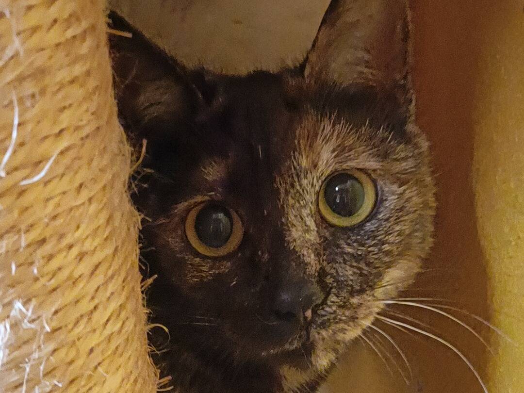 Foto dell'animale