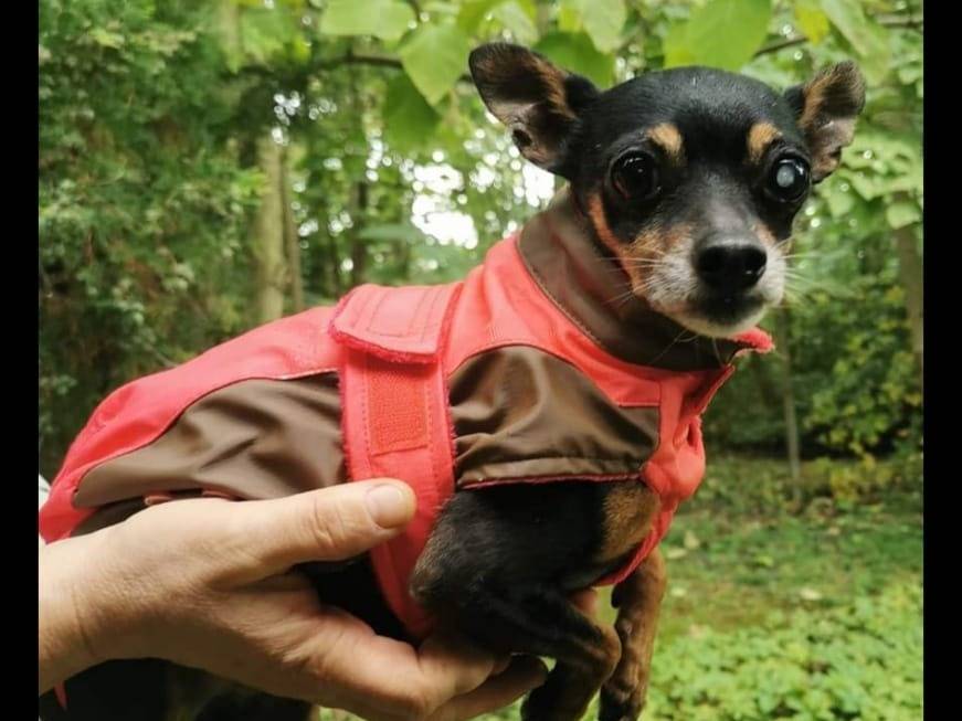 Adozione cane, maschio, Pinscher Razza sconosciuta, 11 anni, taglia piccola, Verona