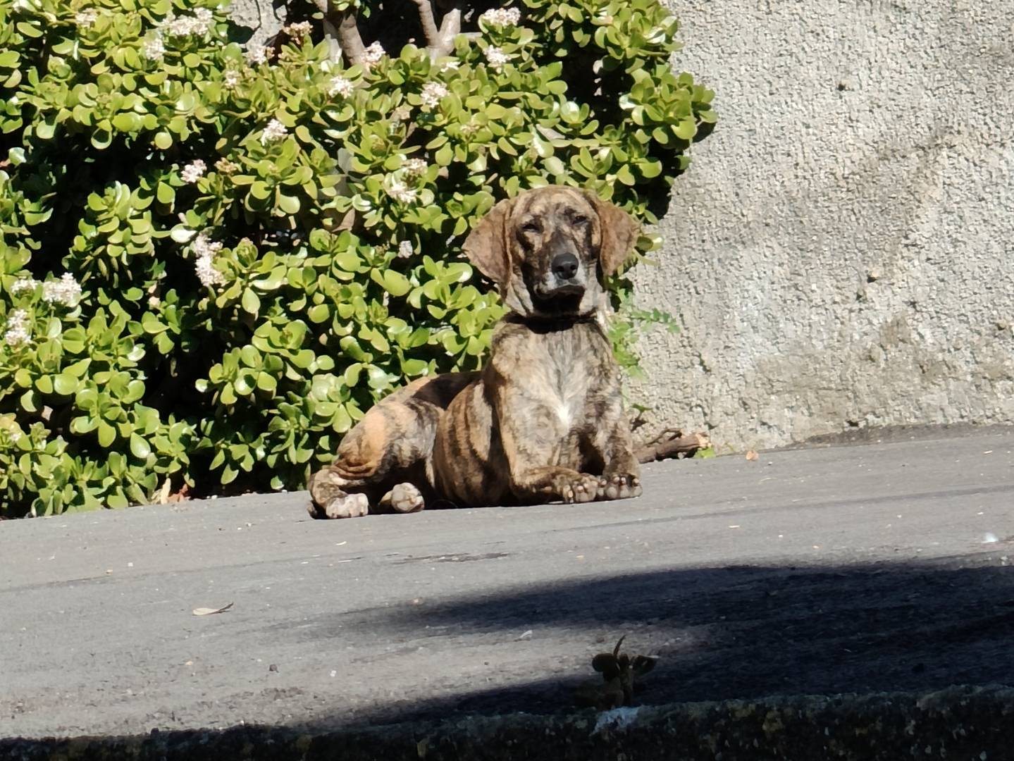 Foto dell'animale