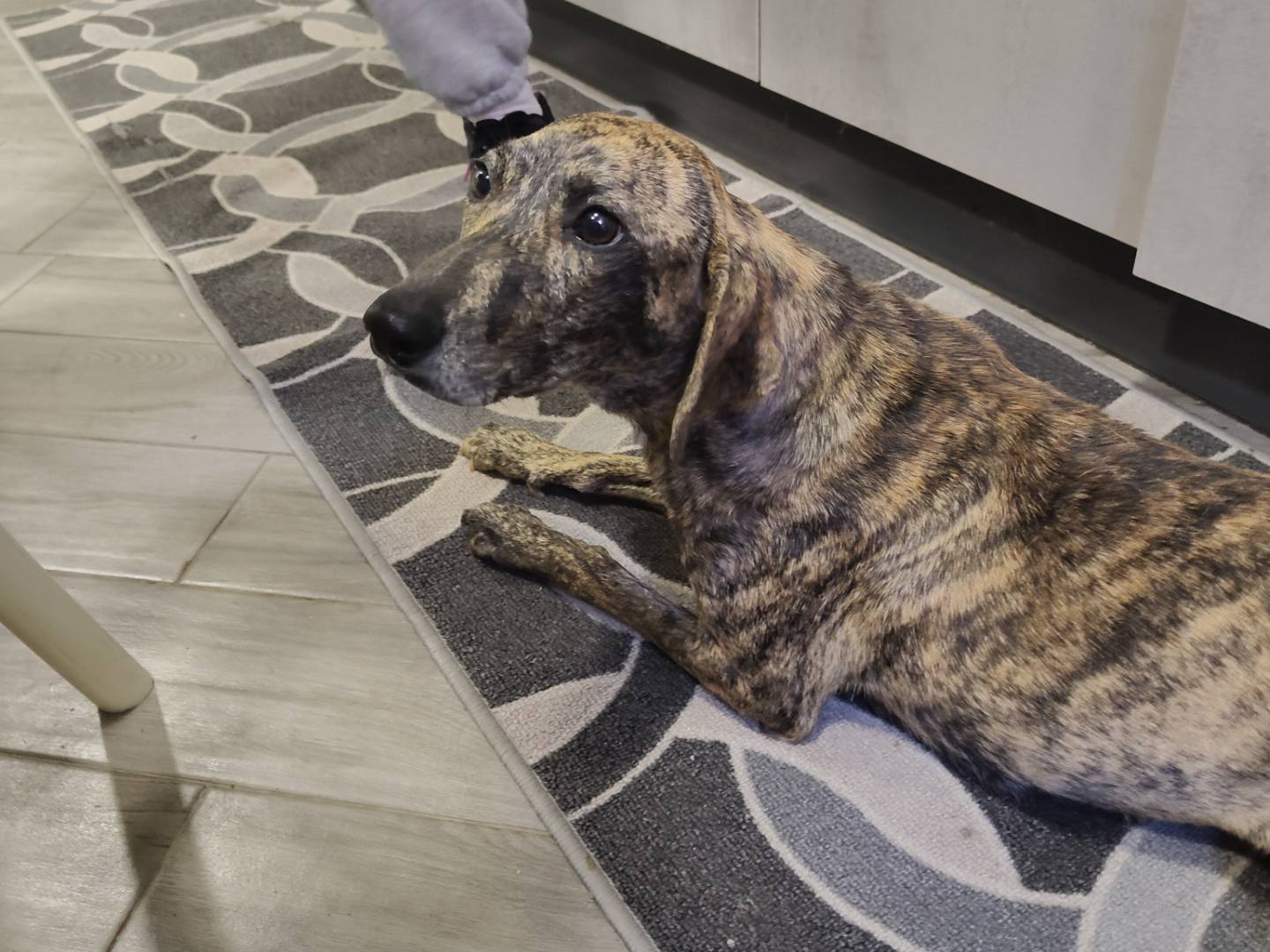 Adotta un cane, femmina, 3 anni  e 1 mese, Firenze