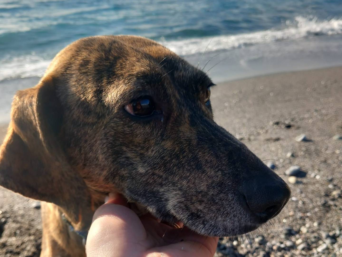 Adotta un cane, taglia media contenuta, femmina, Firenze
