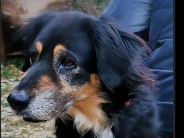 Adotta un cane, femmina, 10 anni  e 2 mesi , Verona