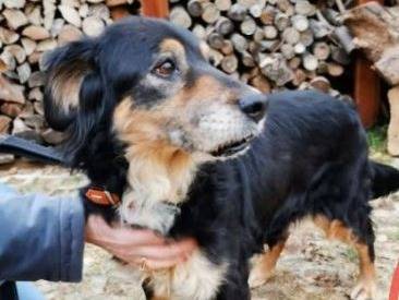 Adotta un cane, taglia piccola, femmina, Verona