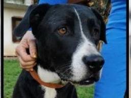 Adotta un cane, maschio, 5 anni  e 2 mesi , Verona