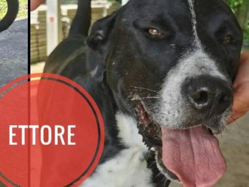 Adotta un cane, taglia grande, maschio, Verona