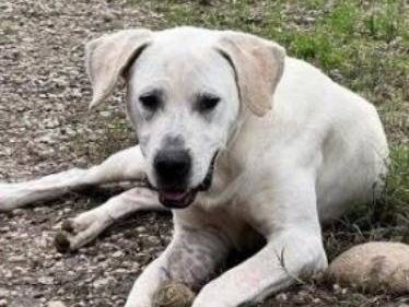 Adotta un cane, taglia grande, maschio, Verona