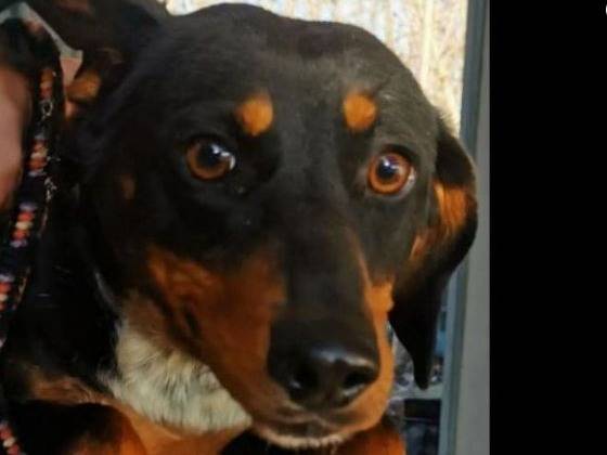 Adotta un cane, femmina, 1 anno e 2 mesi , Verona