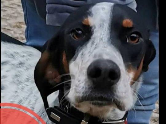 Foto dell'animale