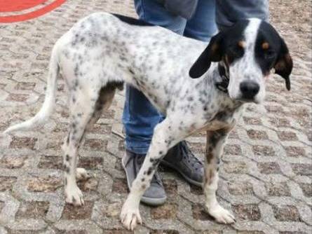 Adotta un cane, maschio, 2 anni, Verona
