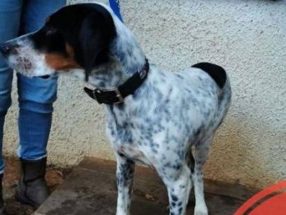 Adotta un cane, taglia piccola, maschio, Verona