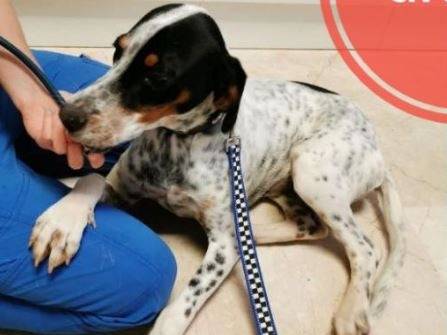 Vuoi adottare un cane a Verona?