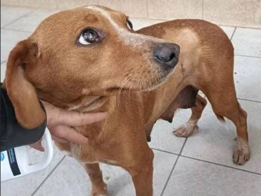 Foto dell'animale