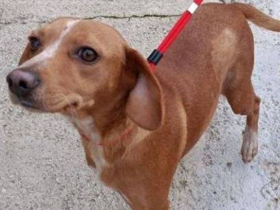 Adotta un cane, femmina, 2 anni  e 1 mese, Verona