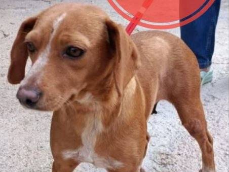 Adotta un cane, taglia piccola, femmina, Verona
