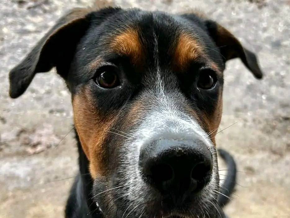 Foto dell'animale