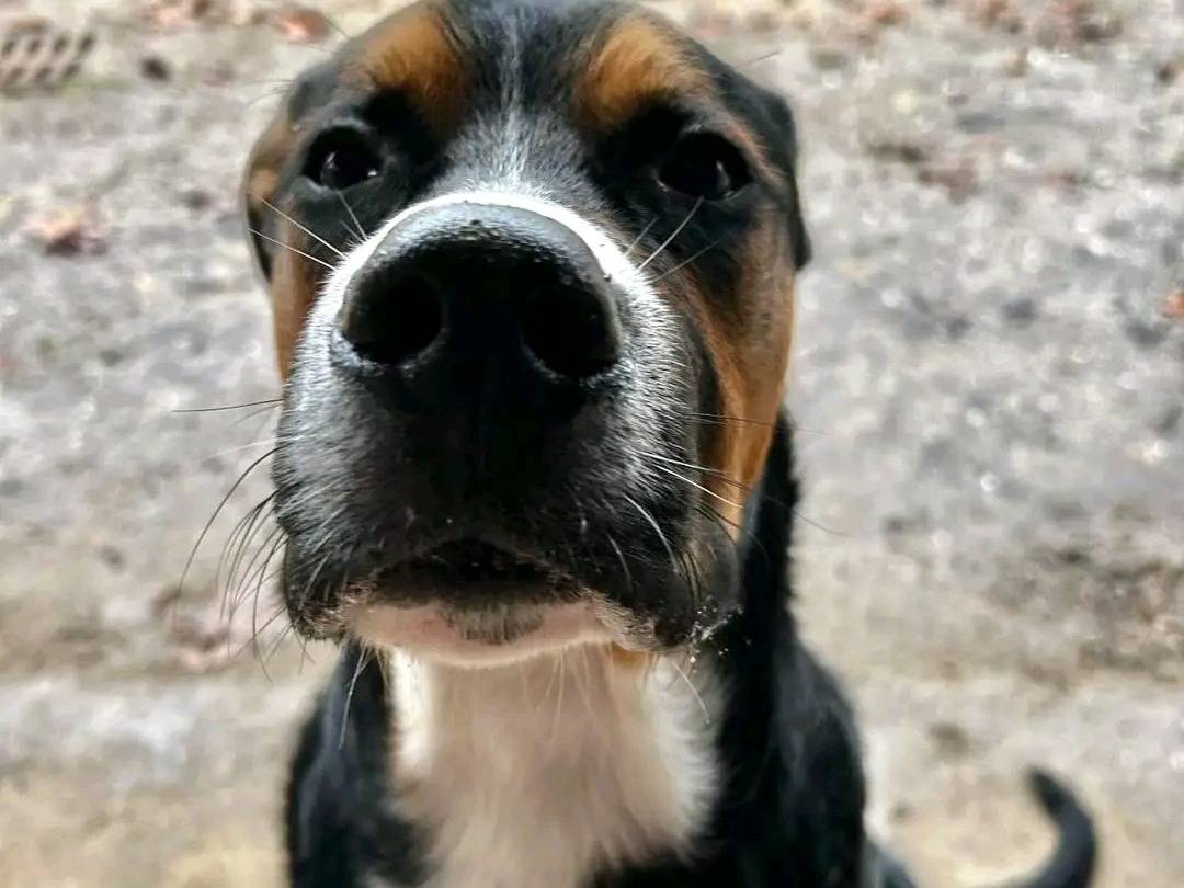 Adotta un cane, maschio, 9 mesi, Cremona