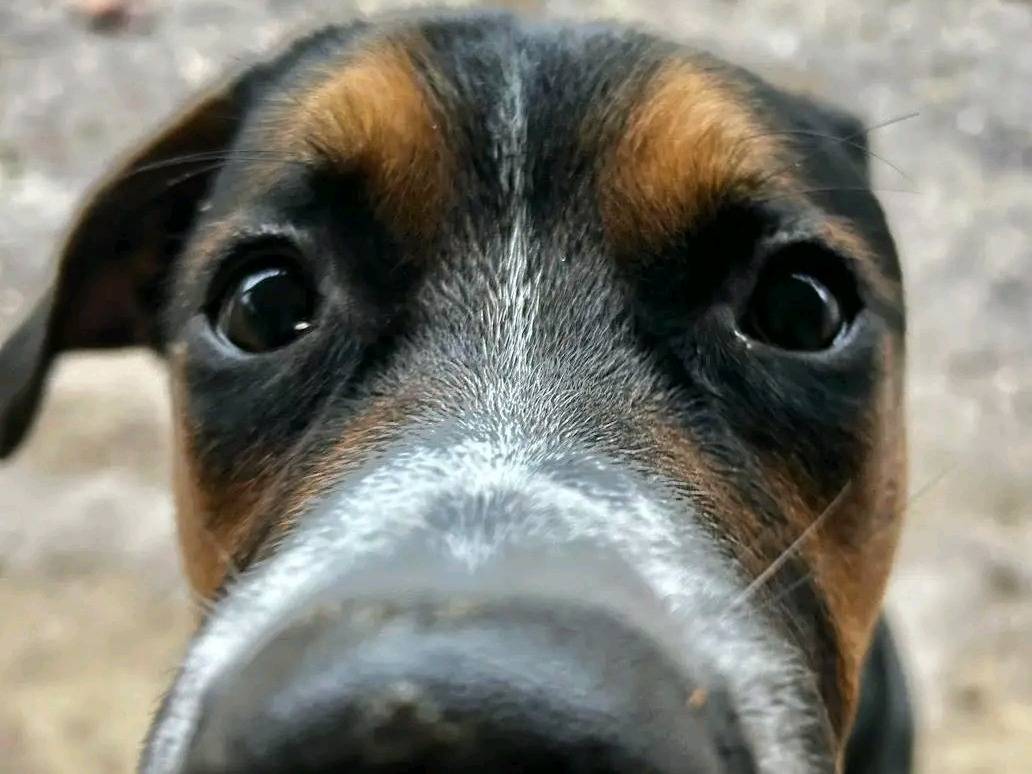 Adotta un cane, taglia media, maschio, Cremona