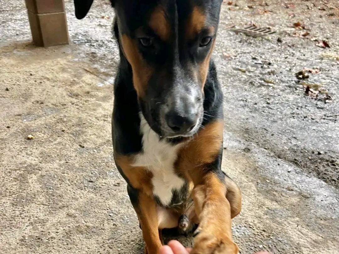 Vuoi adottare un cane a Cremona?