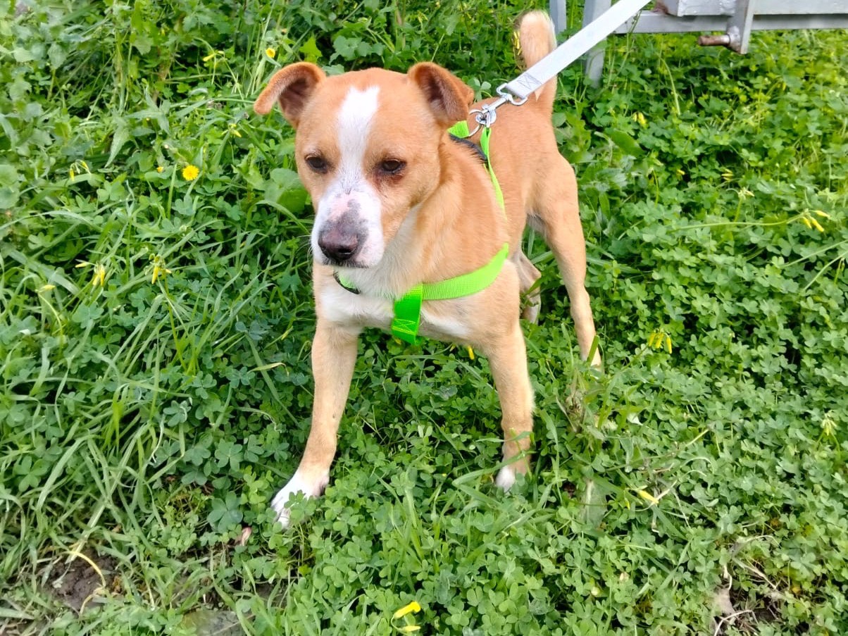 Adozione cane, maschio, Razza sconosciuta Razza sconosciuta, 3 anni  e 1 mese, taglia piccola, Crotone