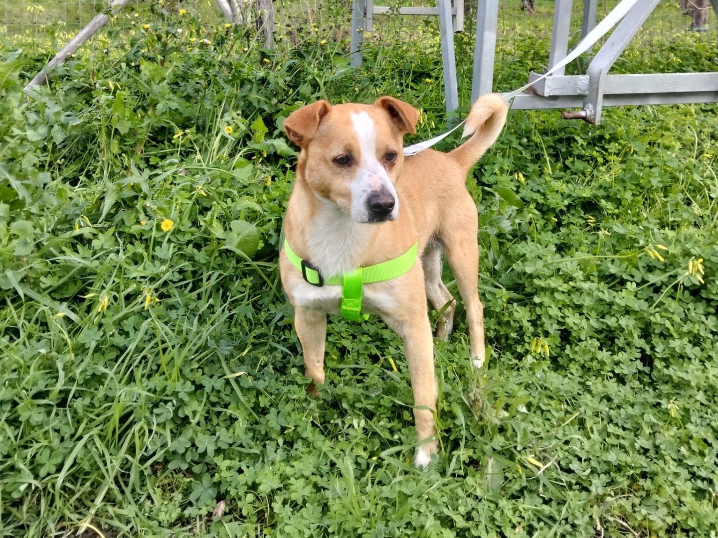 Adotta un cane, maschio, 3 anni  e 1 mese, Crotone