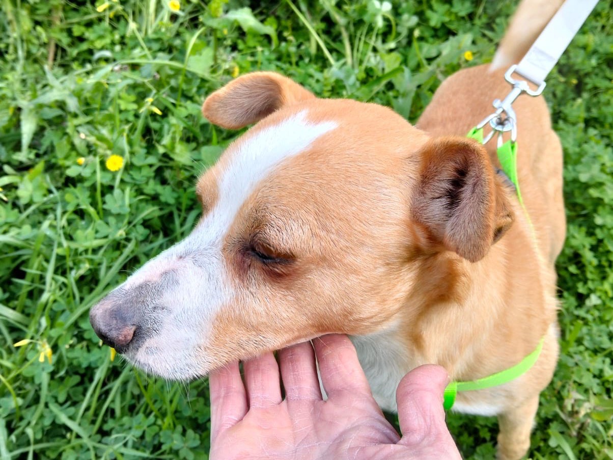 Adotta un cane, taglia piccola, maschio, Crotone