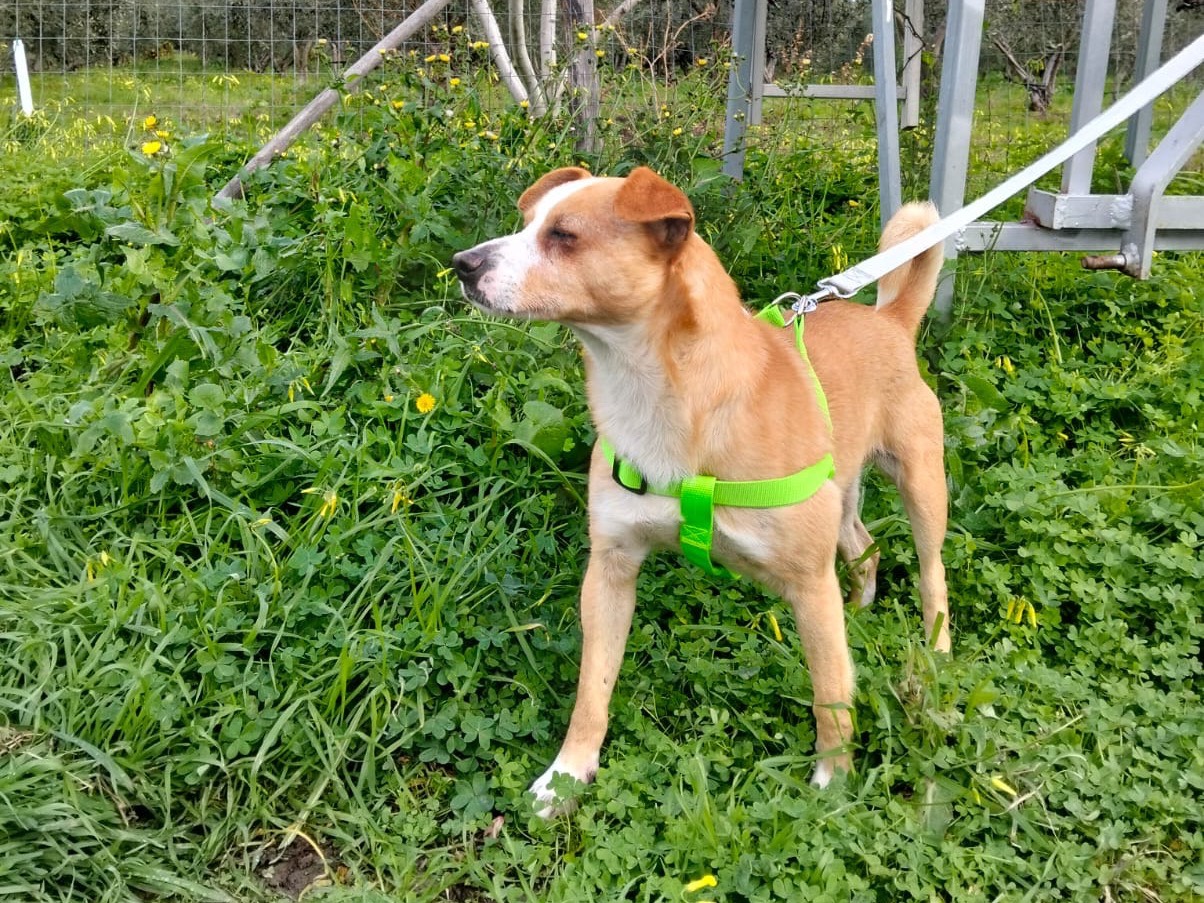Vuoi adottare un cane a Crotone?