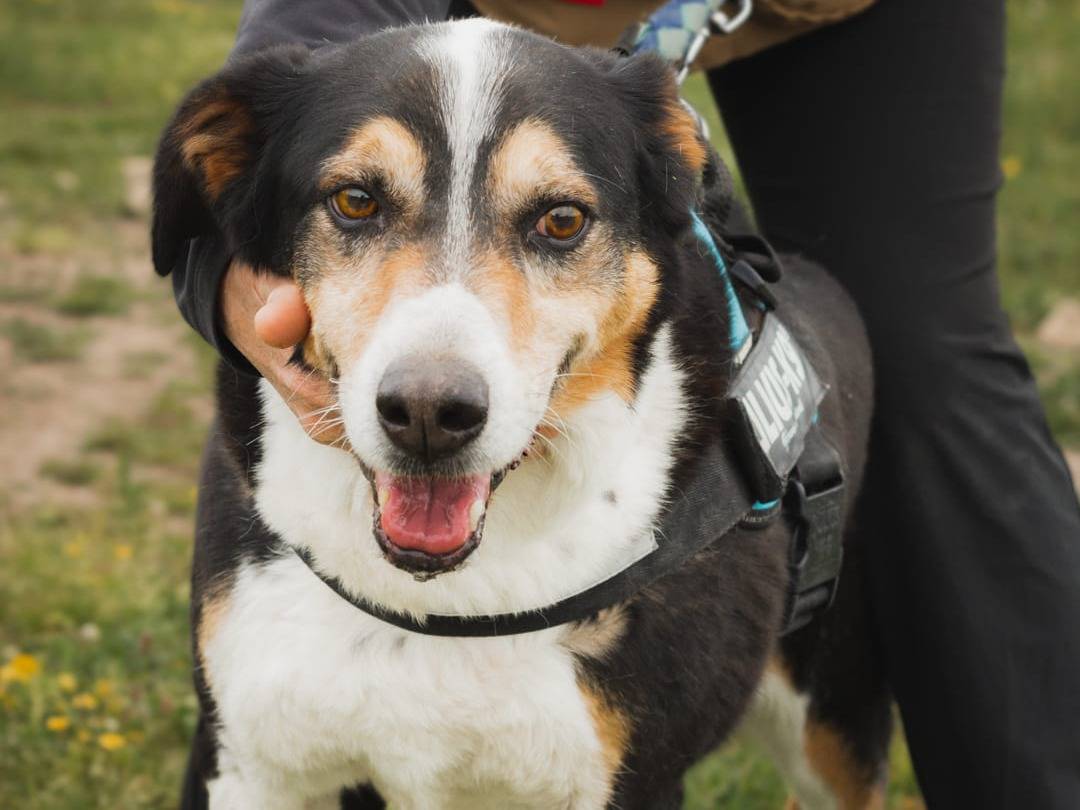 Adozione cane, maschio, Razza sconosciuta Razza sconosciuta, 9 anni e 7 mesi, taglia grande, Caserta