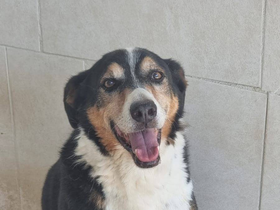 Adotta un cane, maschio, 9 anni e 7 mesi, Caserta