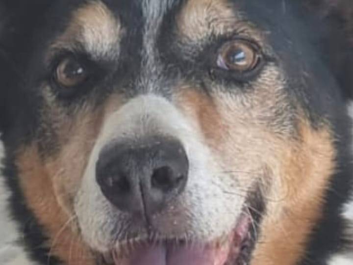 Vuoi adottare un cane a Caserta?