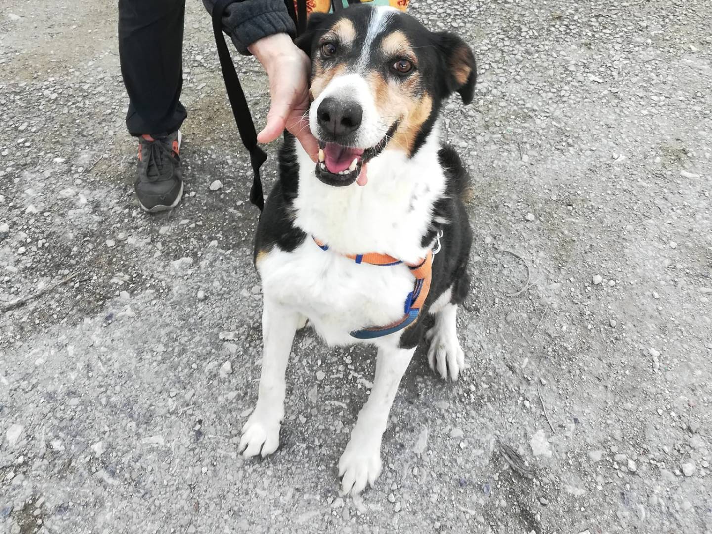 Adotta il cane RICKY a Caserta