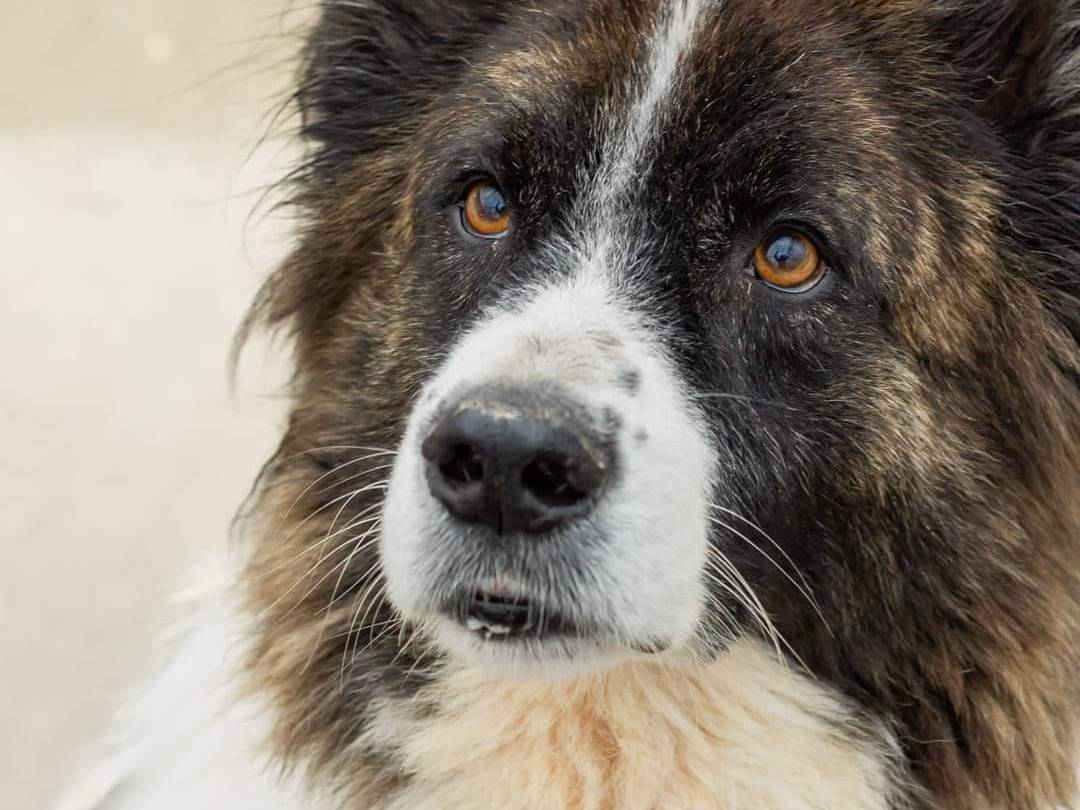 Foto dell'animale