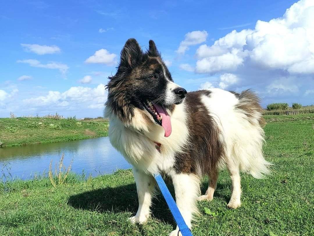 Adotta un cane, maschio, 9 anni  e 5 mesi , Caserta