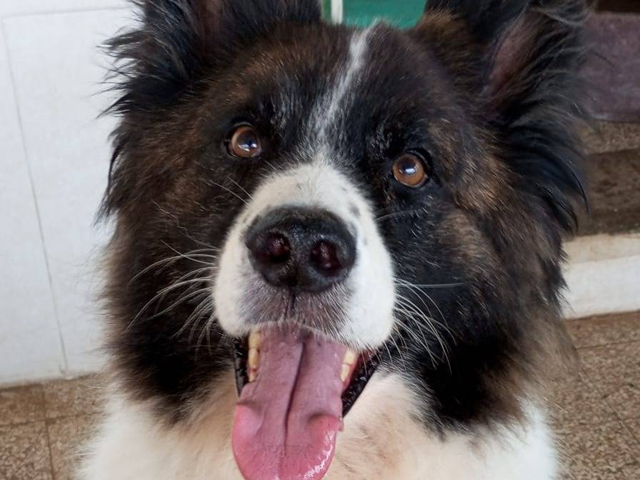 Adotta un cane, taglia gigante, maschio, Caserta