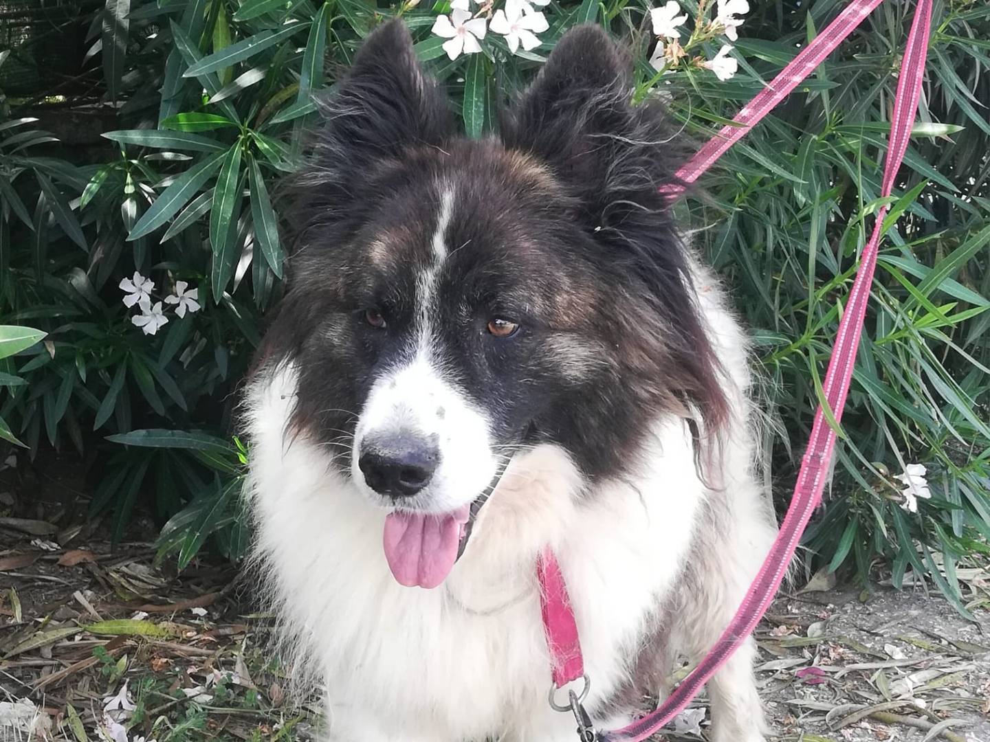 Vuoi adottare un cane a Caserta?