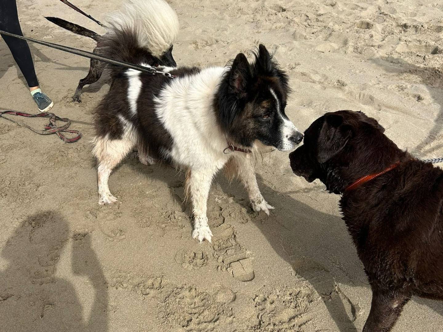 Adotta il cane ORION a Caserta