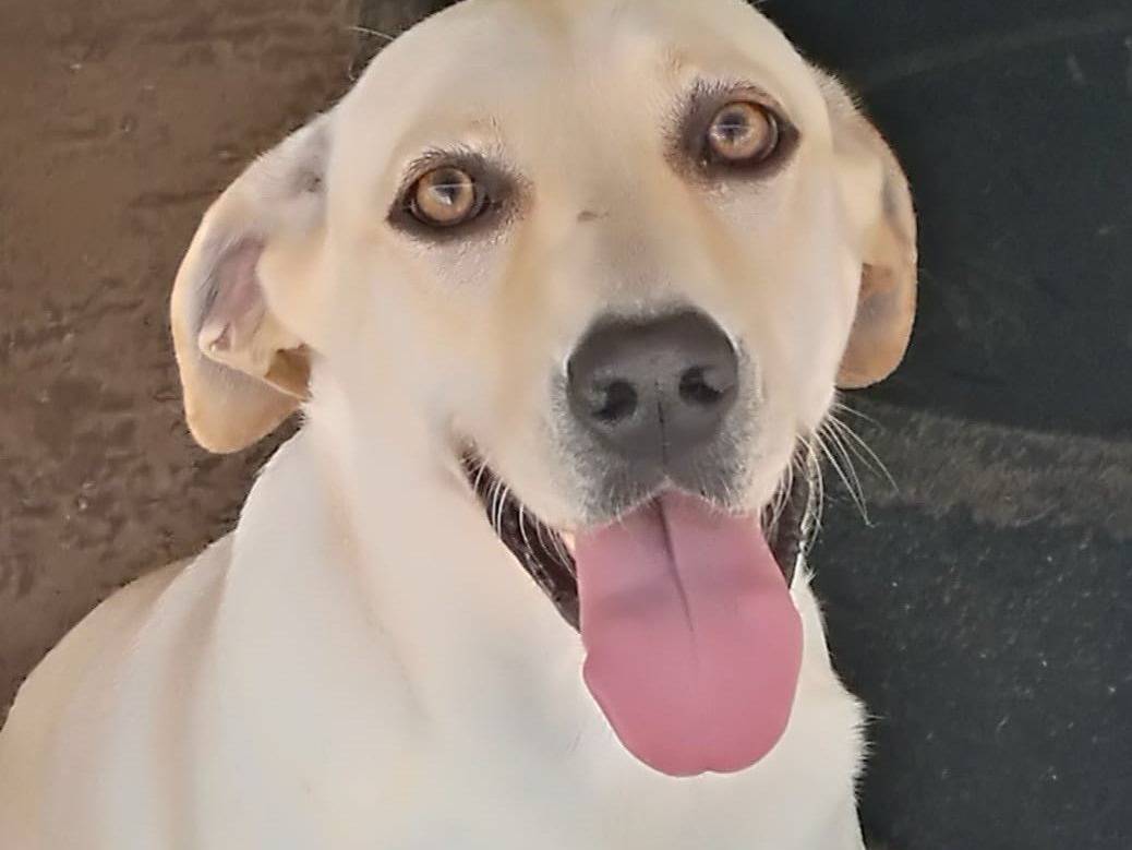 Adozione cane, femmina, Labrador Retriever Labrador Retriever, 7 anni  e 1 mese, taglia media, Caserta