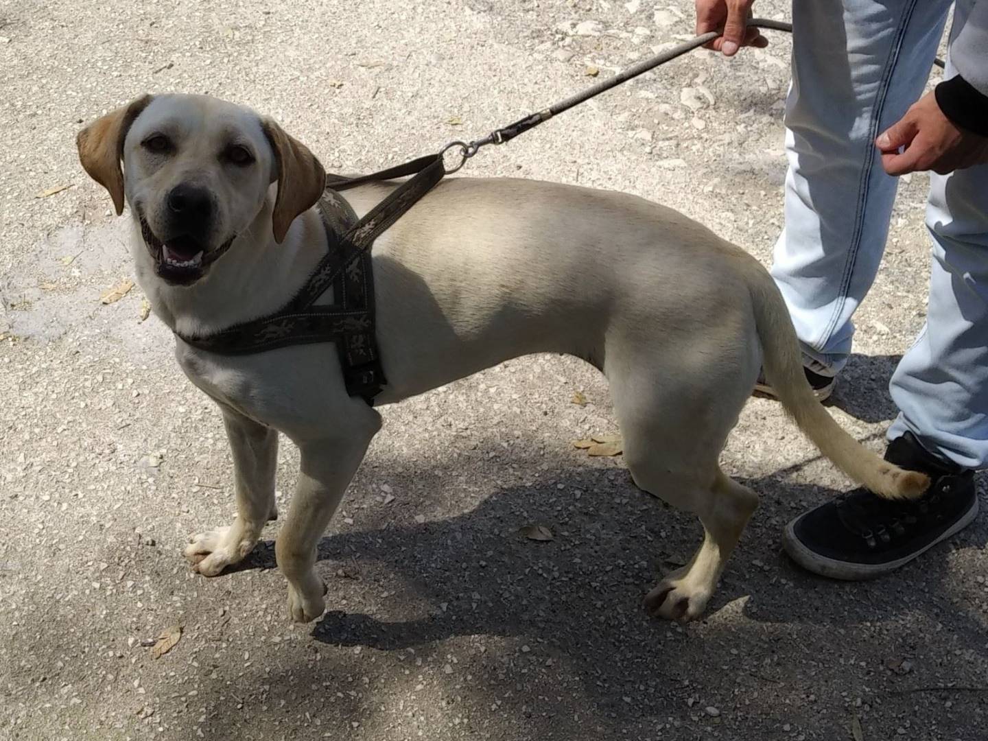 Adotta un cane, taglia media, femmina, Caserta