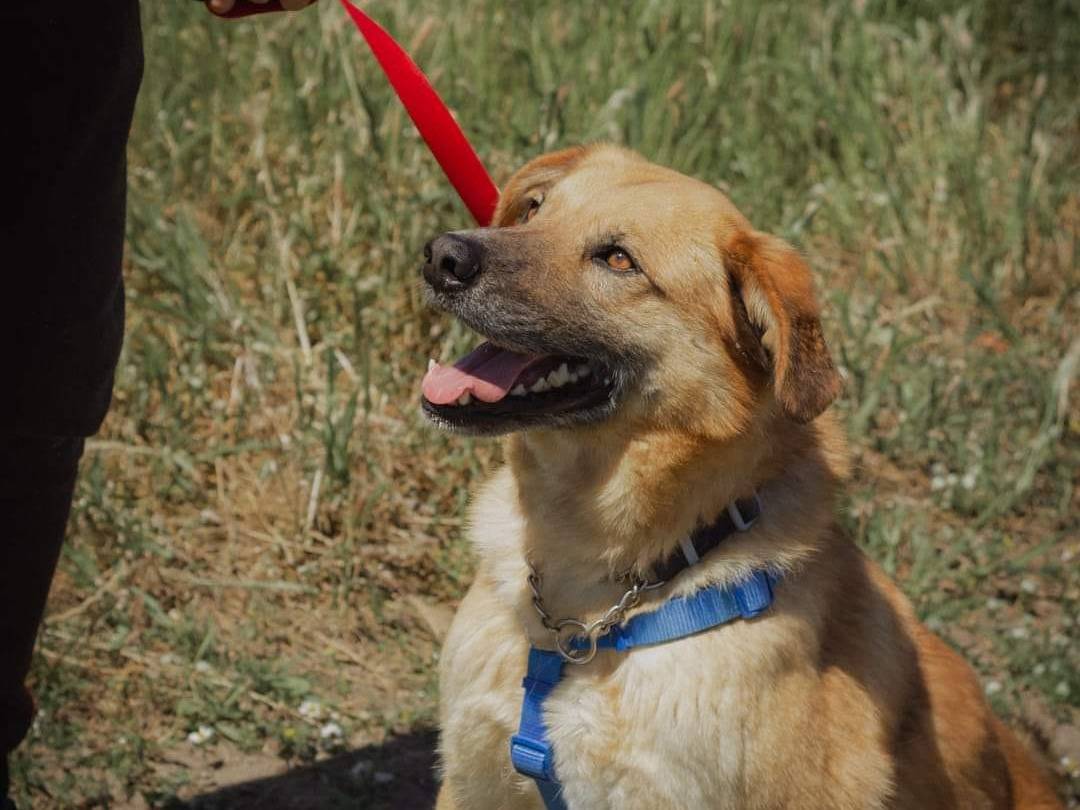 Adotta un cane, taglia grande, maschio, Caserta