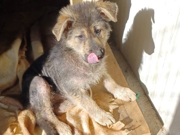 Adotta un cane, femmina, 1 anno e 2 mesi, Frosinone