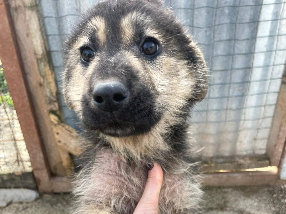 Vuoi adottare un cane a Frosinone?