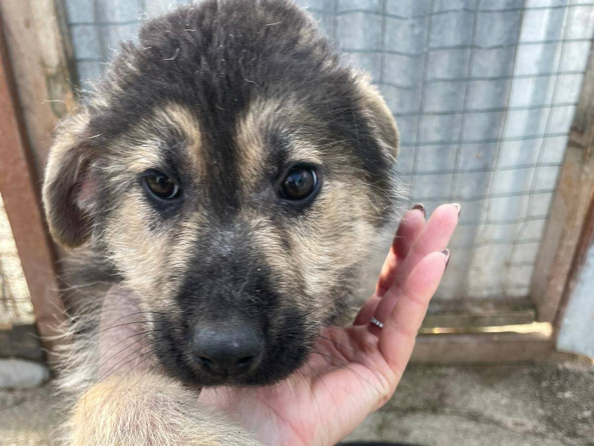 Adotta il cane MERINGA a Frosinone