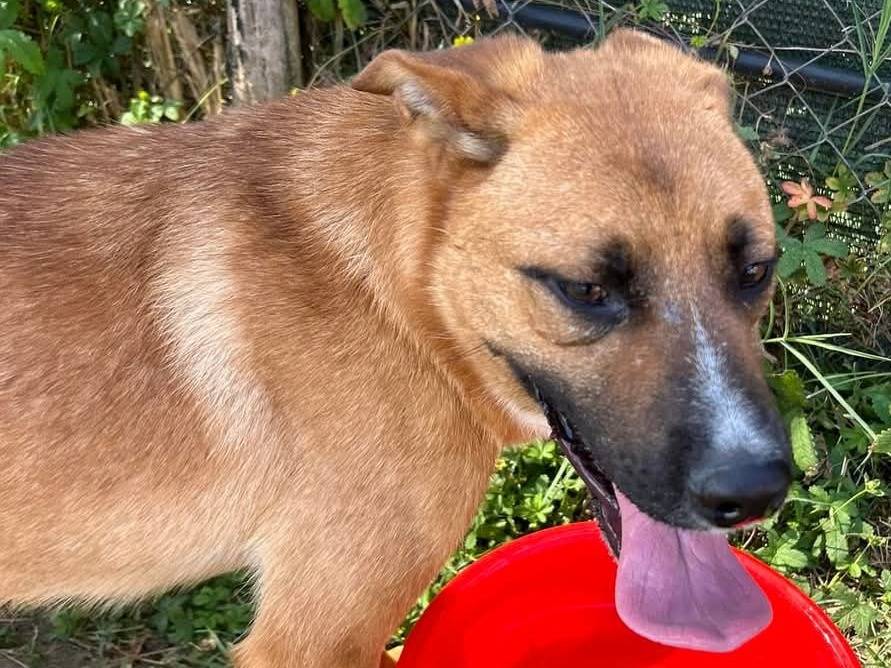 Adotta un cane, taglia media contenuta, maschio, Latina